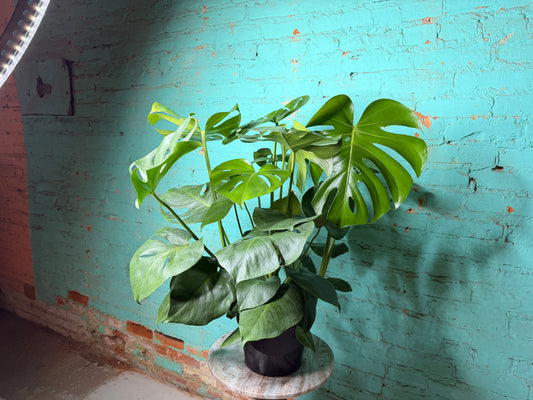 Monstera Deliciosa 8”