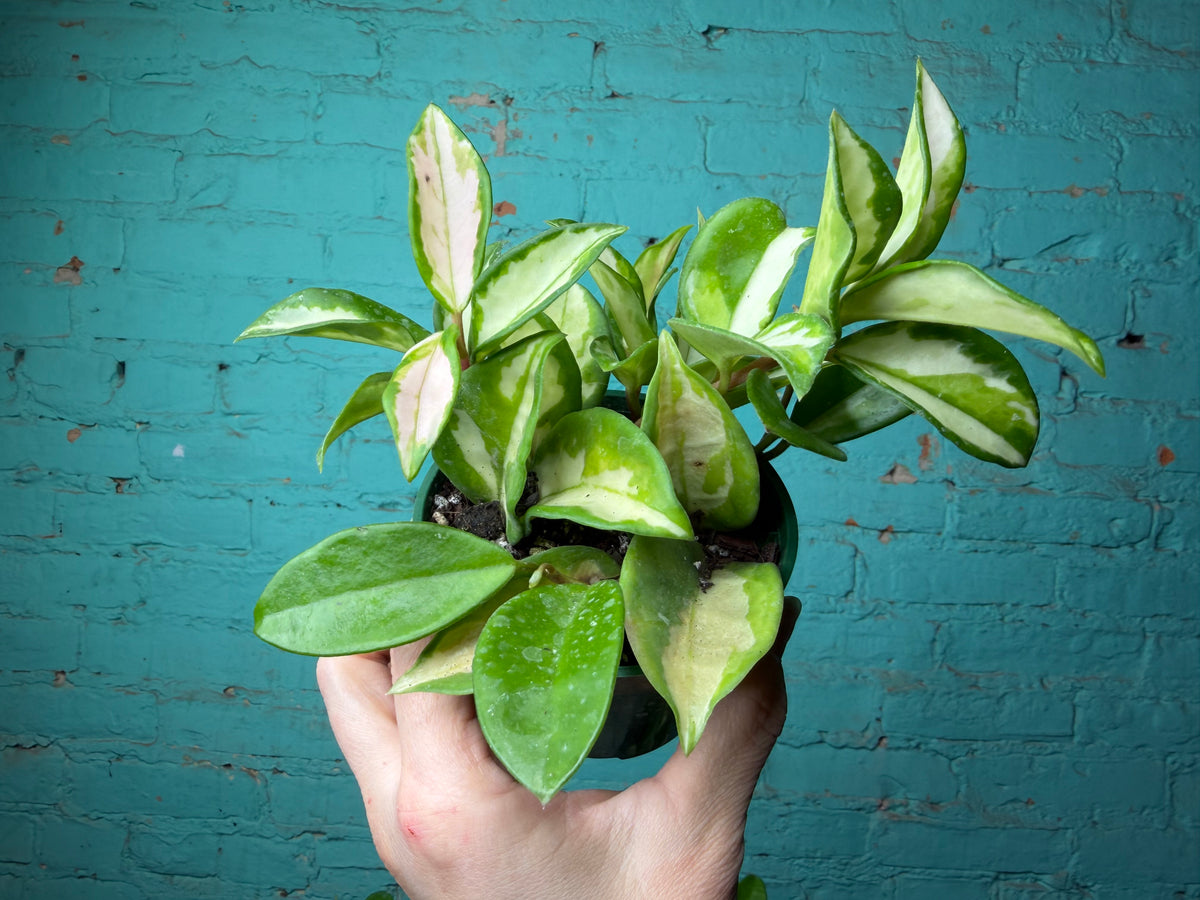 Hoya Carnosa ‘Krimson Queen’ 4”