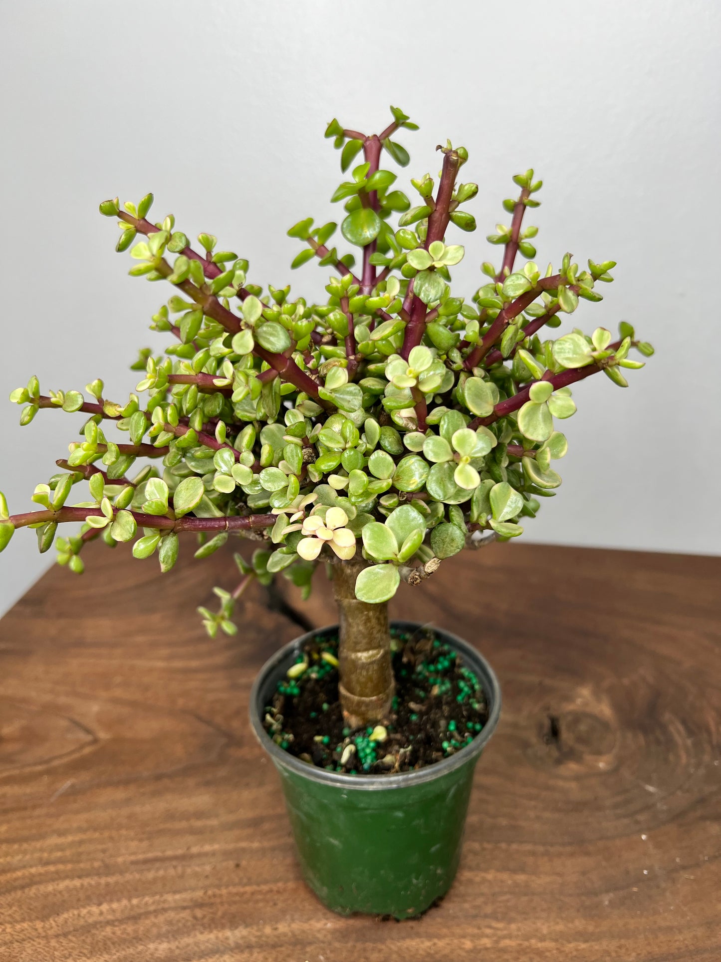 Jade Bonsai