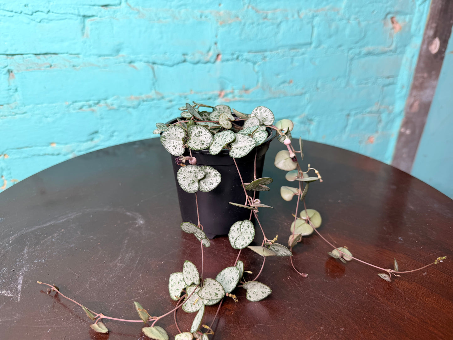 String Of Hearts 4”