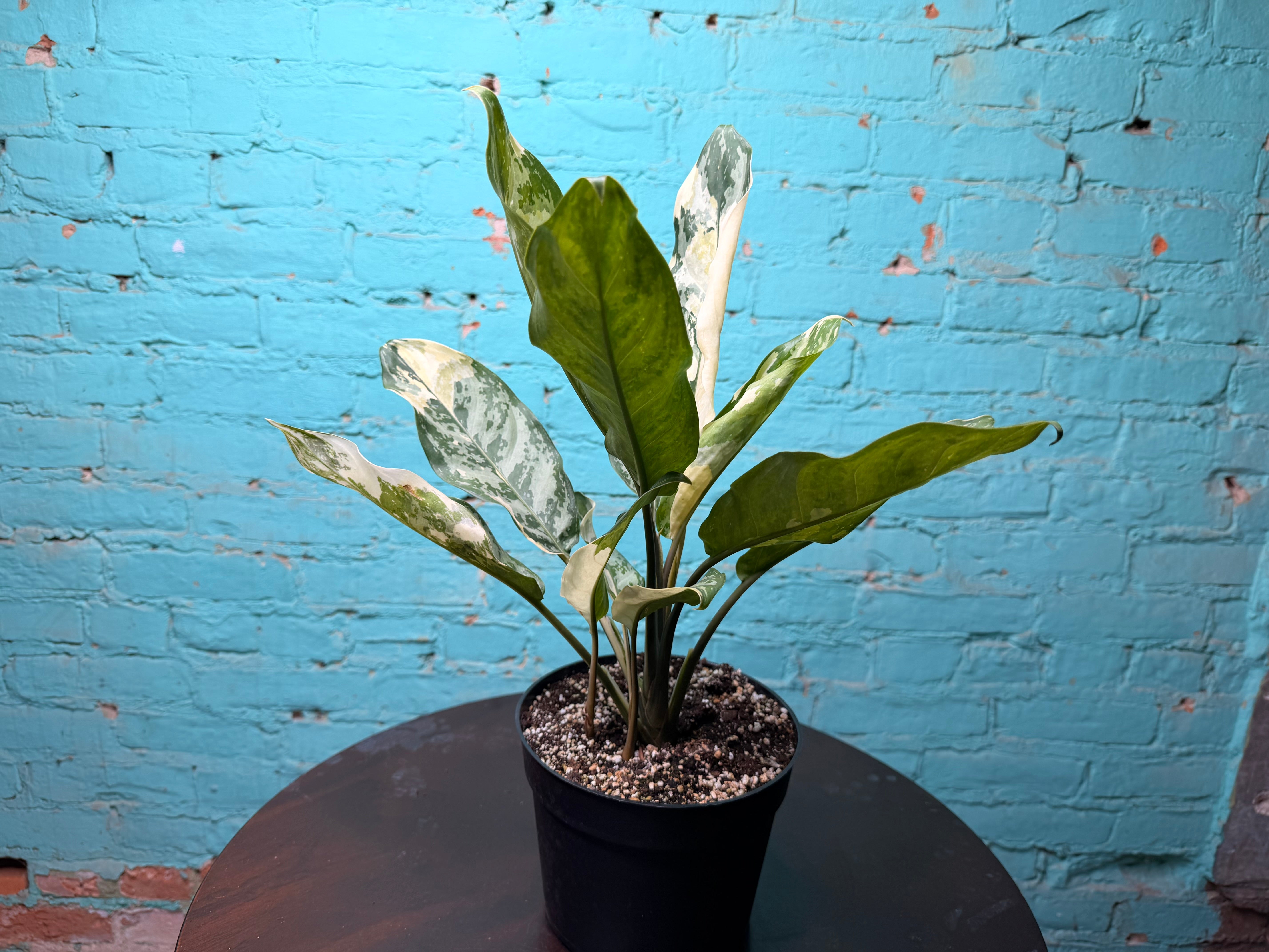 The Rooted Plant Shop Aglaonema Manila Pride