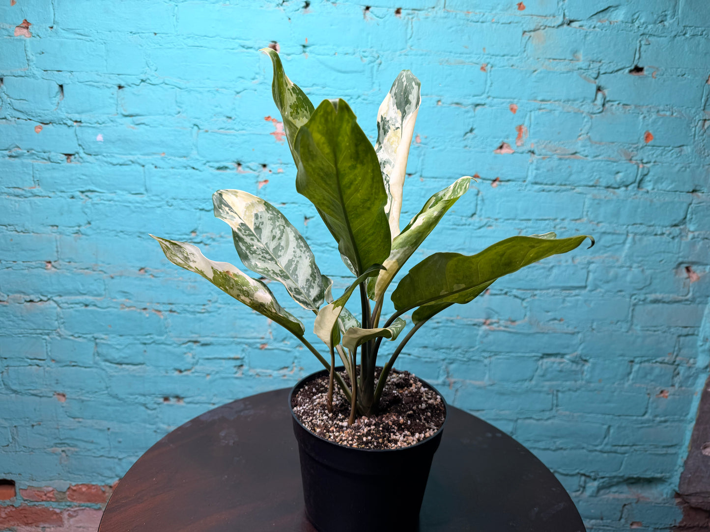 Aglaonema Manila Pride Variegated 6”
