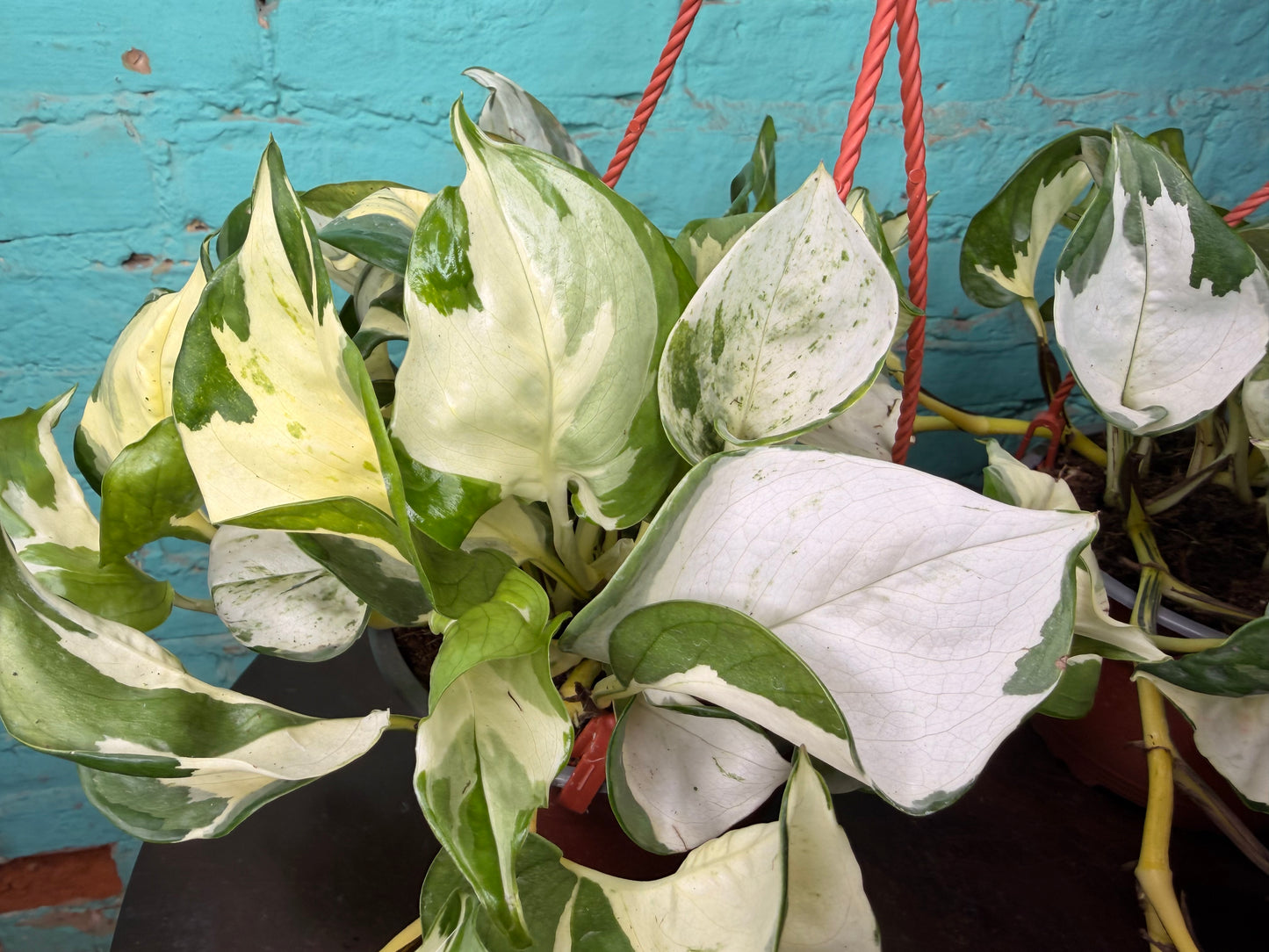 Pothos Ivory Night 6” Basket