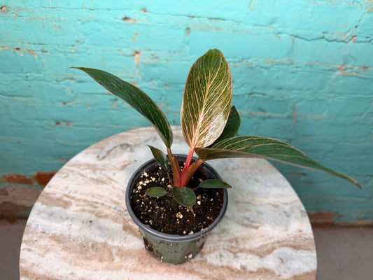 Philodendron Birkin Pink 4” high color