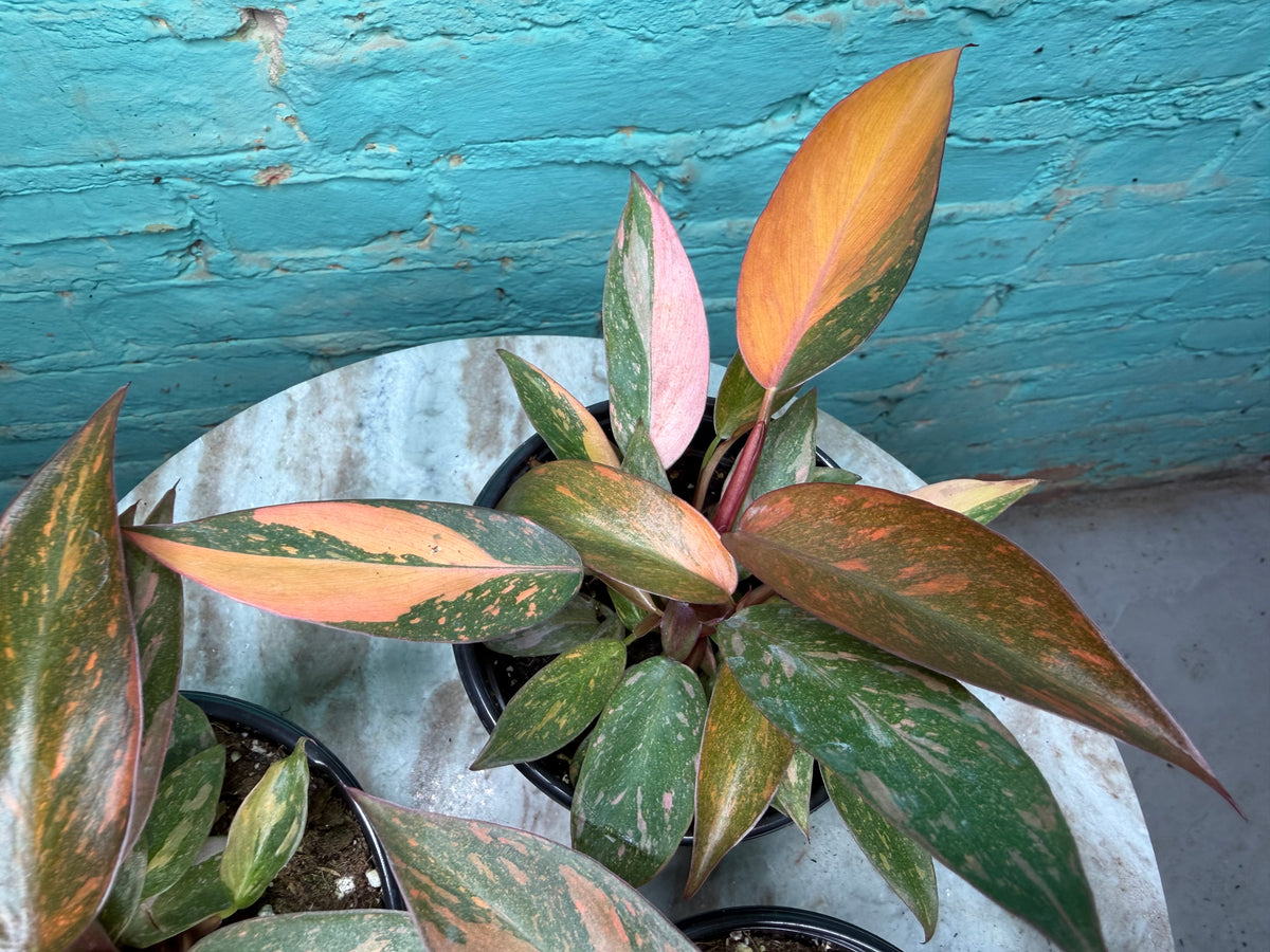 Philodendron Orange Princess 4”