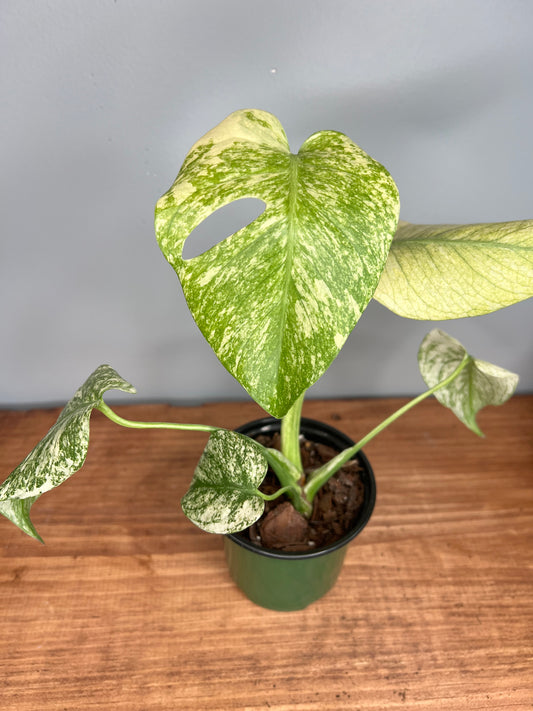 Monstera Deliciosa Mint