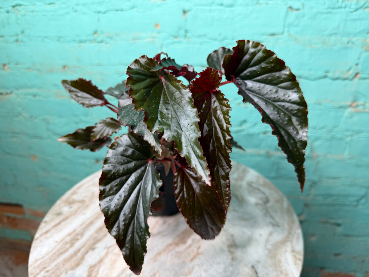 Begonia ‘Black Magic’ 4”