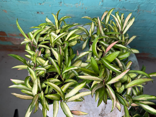 Hoya Wayettii Tricolor 4”