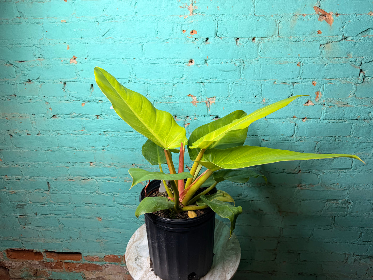 Philodendron Choco Empress 10”