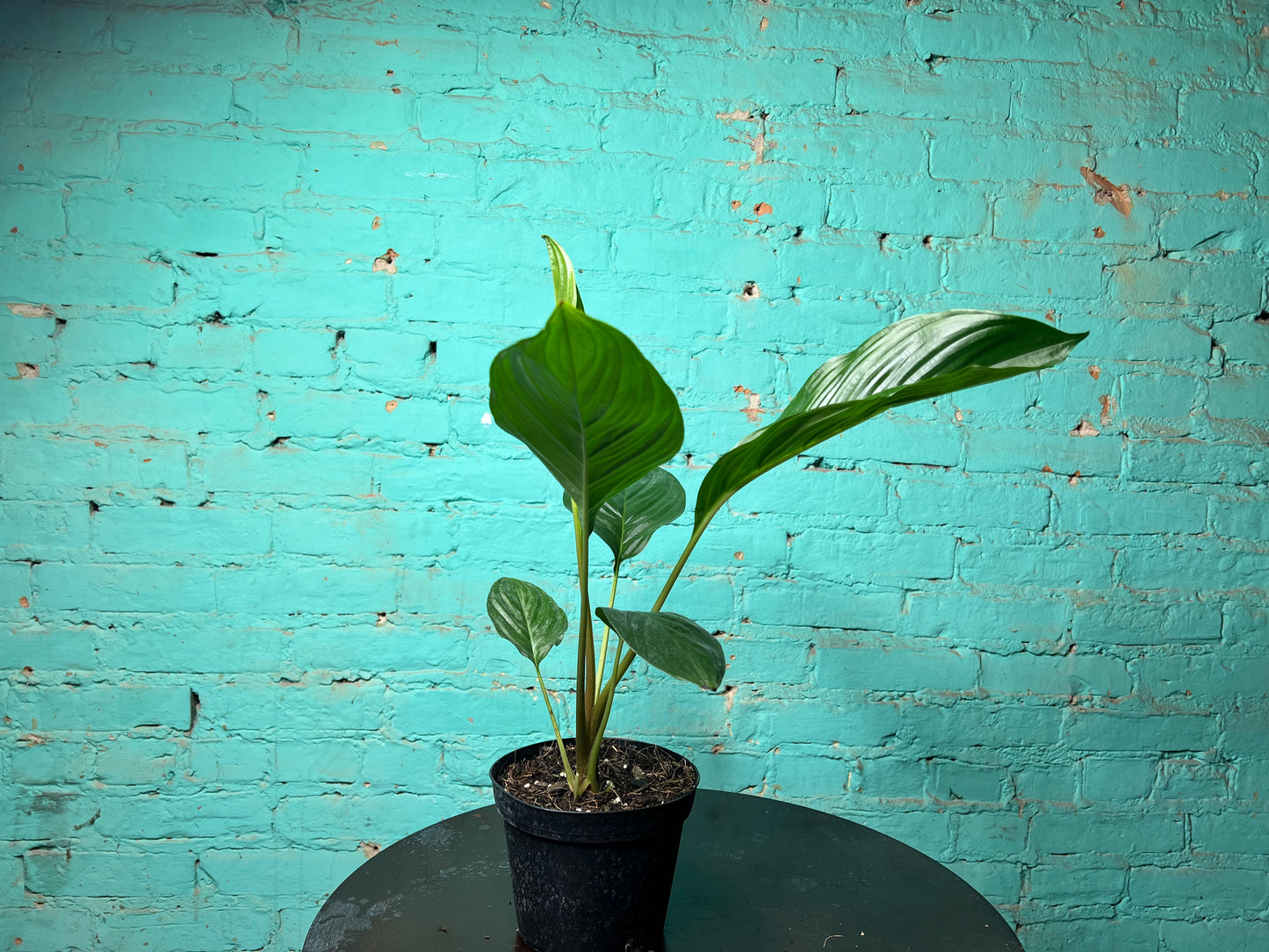 Tacca Chantrieri (Bat Plant) 6”