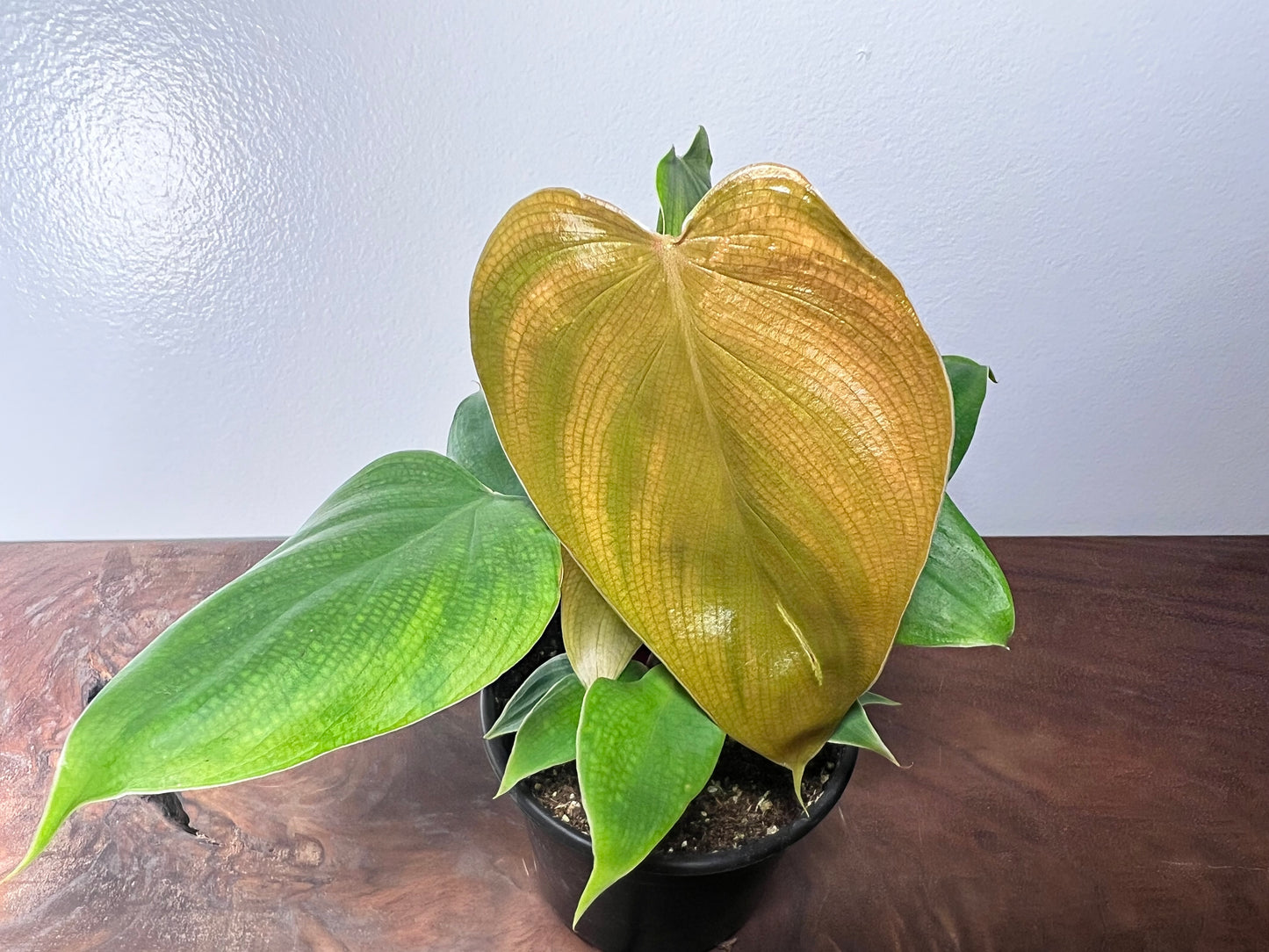Philodendron Lymanii 4”