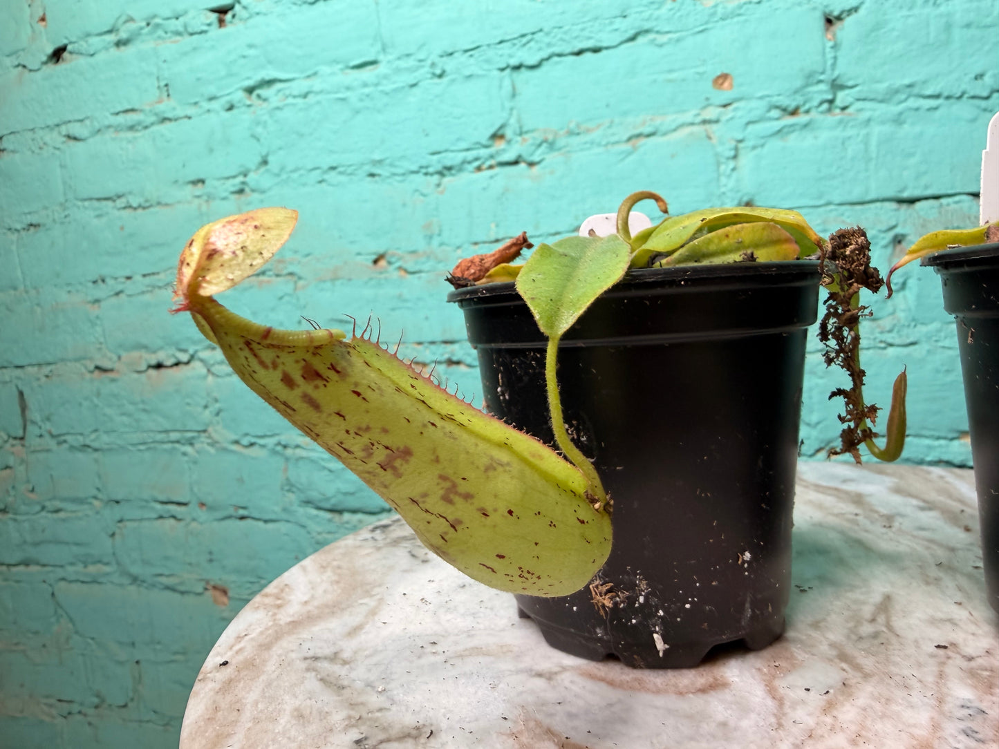 Nepenthes Pitcher Plant “Dyeriana” 4”