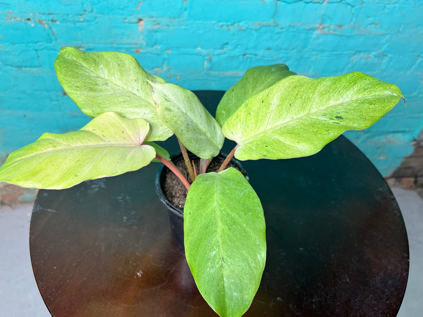 Philodendron Snow Drift 4”