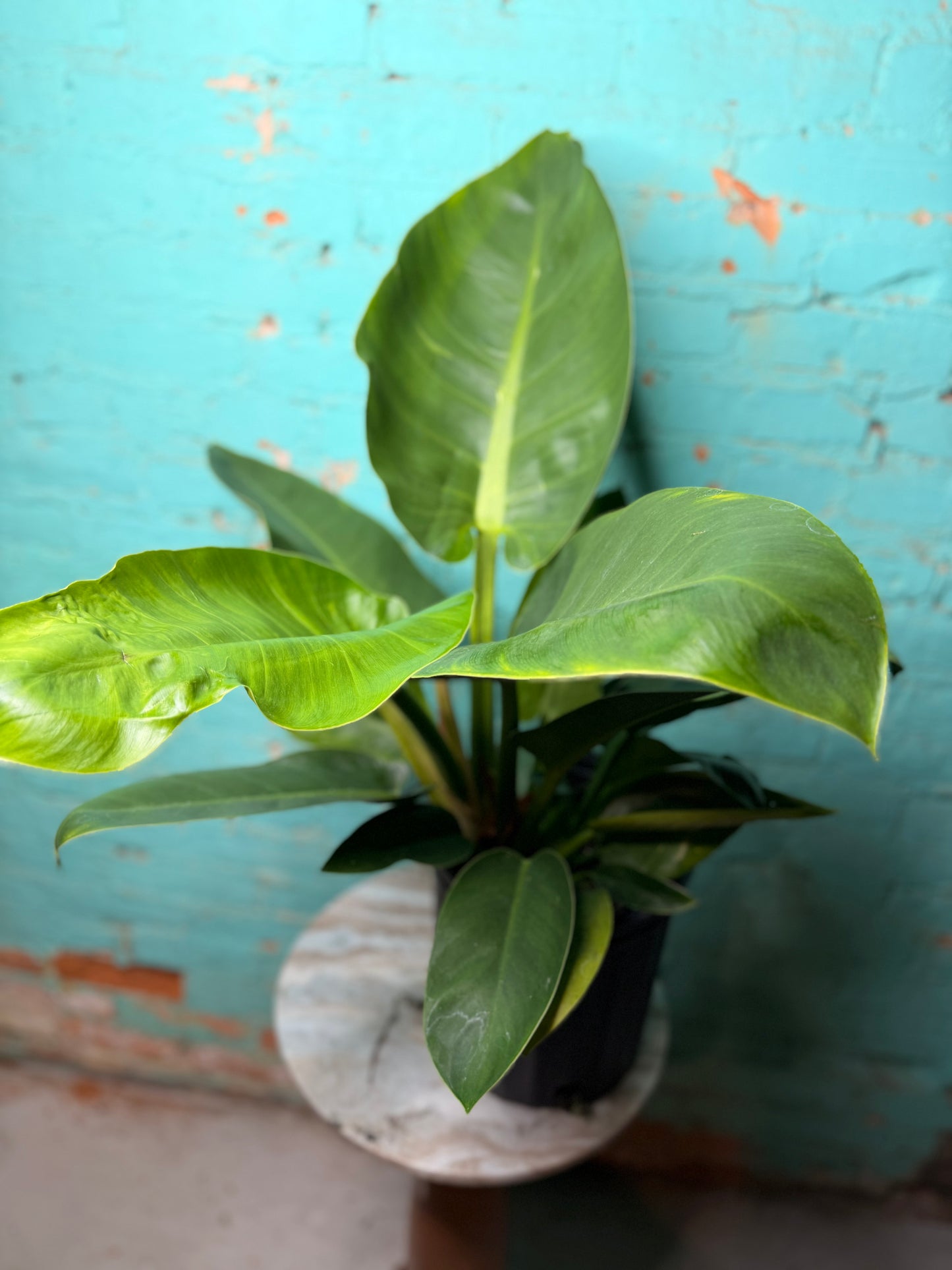 Philodendron Congo Thailand 10”