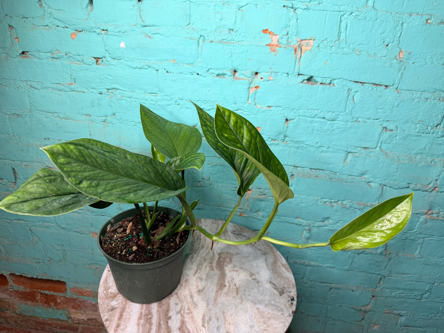 Monstera Pinnatipartita 6”