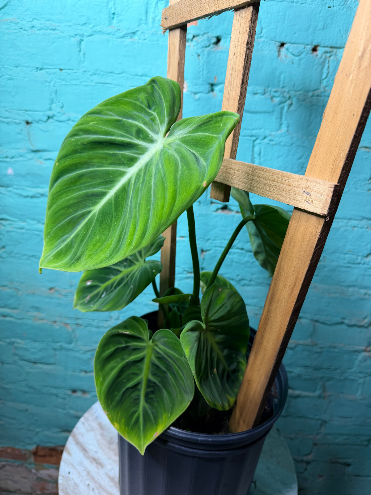 Philodendron El Choco Red 8”