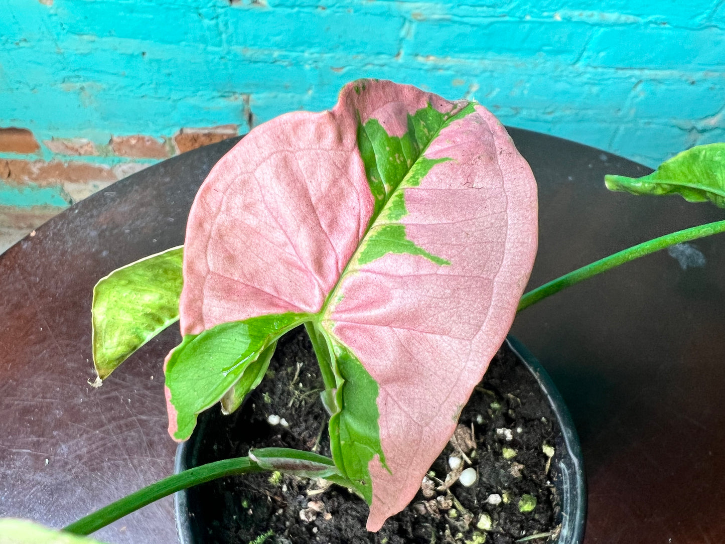 Syngonium Pink Lava 4”