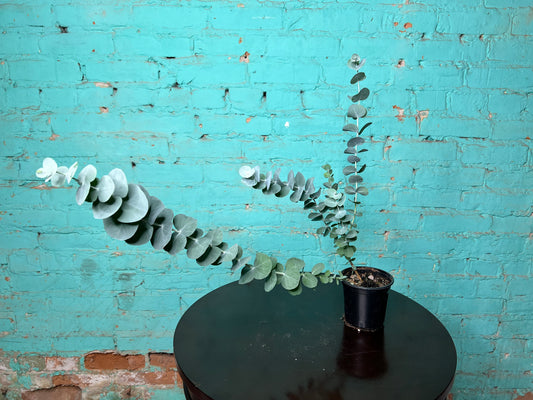 Eucalyptus Silver Dollar