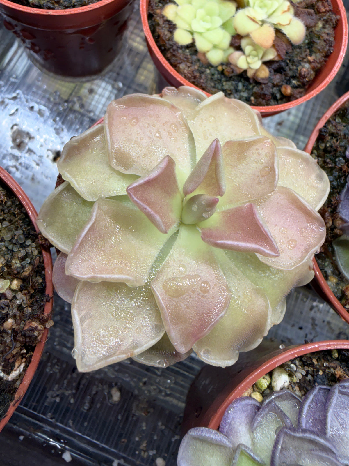Pinguicula 6 Pack