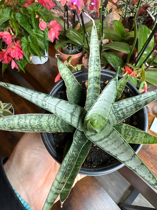 Snake plant