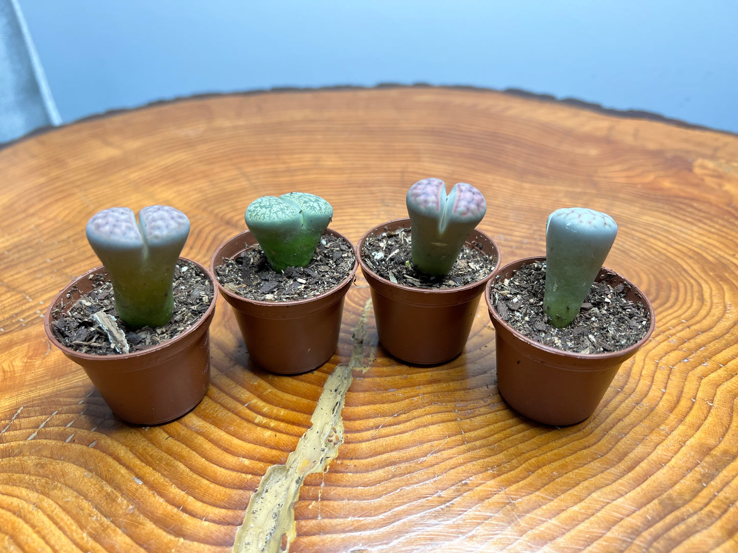 Living Stones (Lithops)