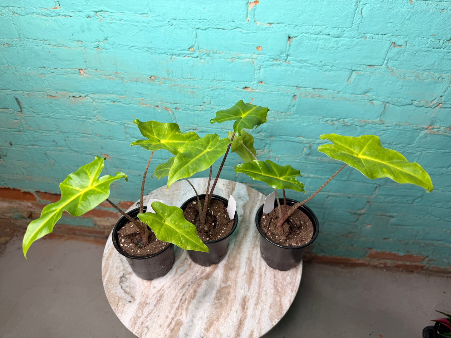 Alocasia Golden Dragon 4”