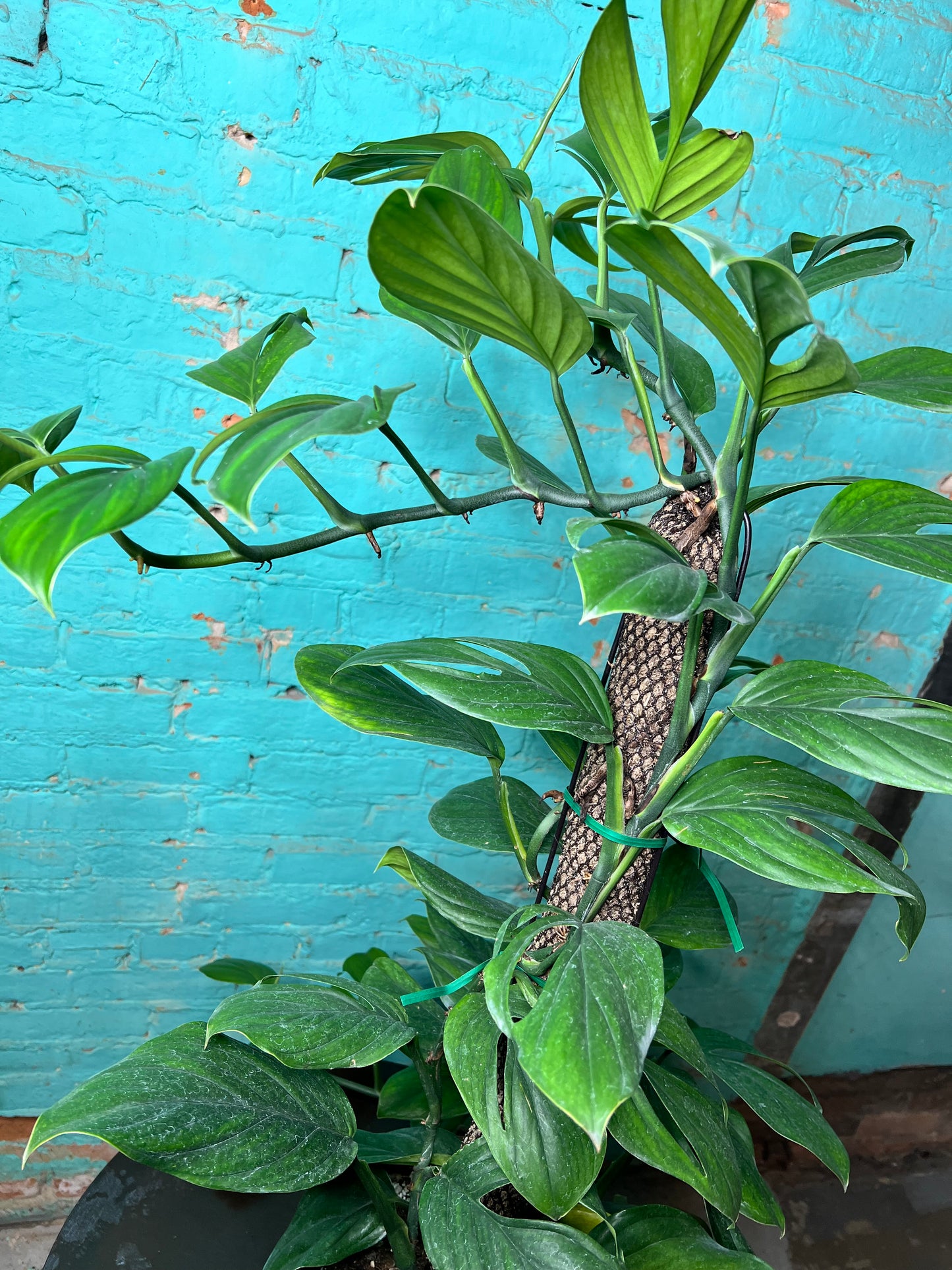 Monstera Peru-Monstera karstenianum Totem 8”