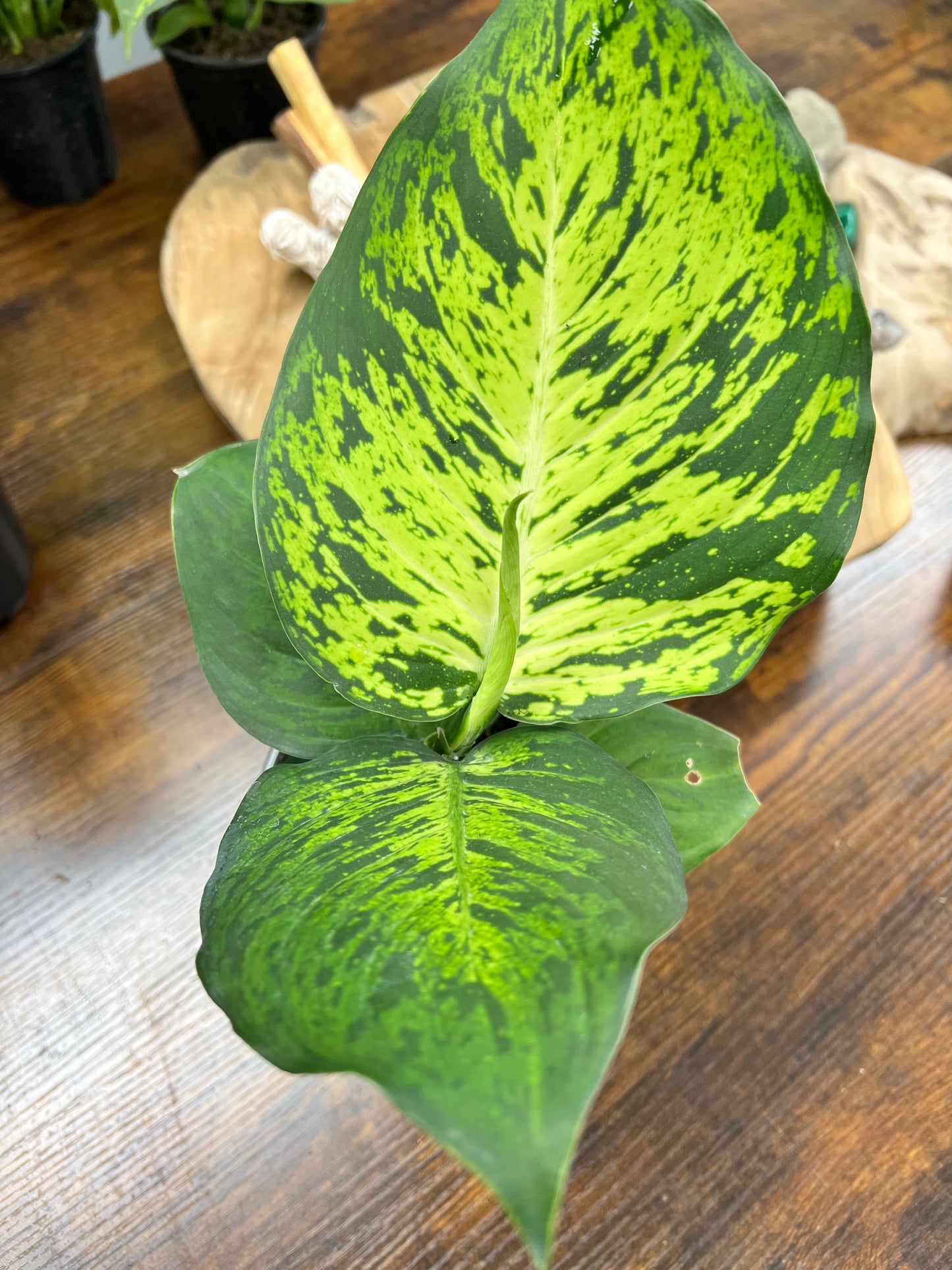 Dieffenbachia CROCODILE