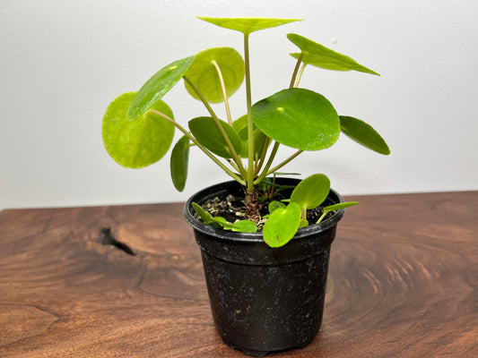 Pilea Peperomioides (4inch)