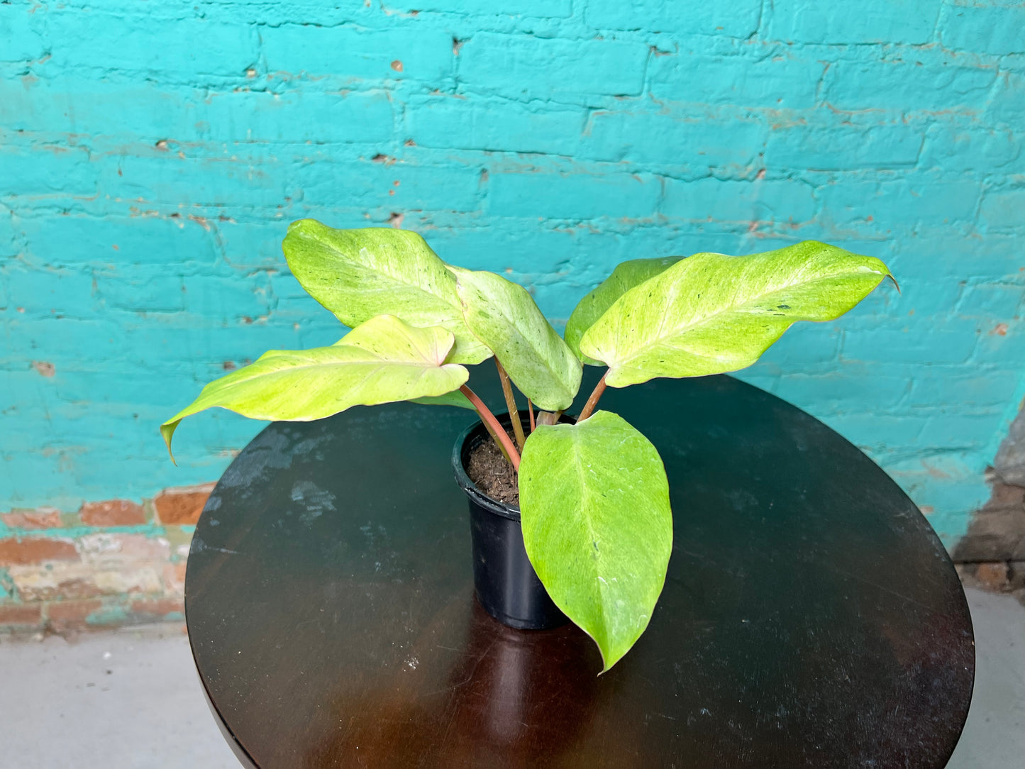 Philodendron Snow Drift 4”