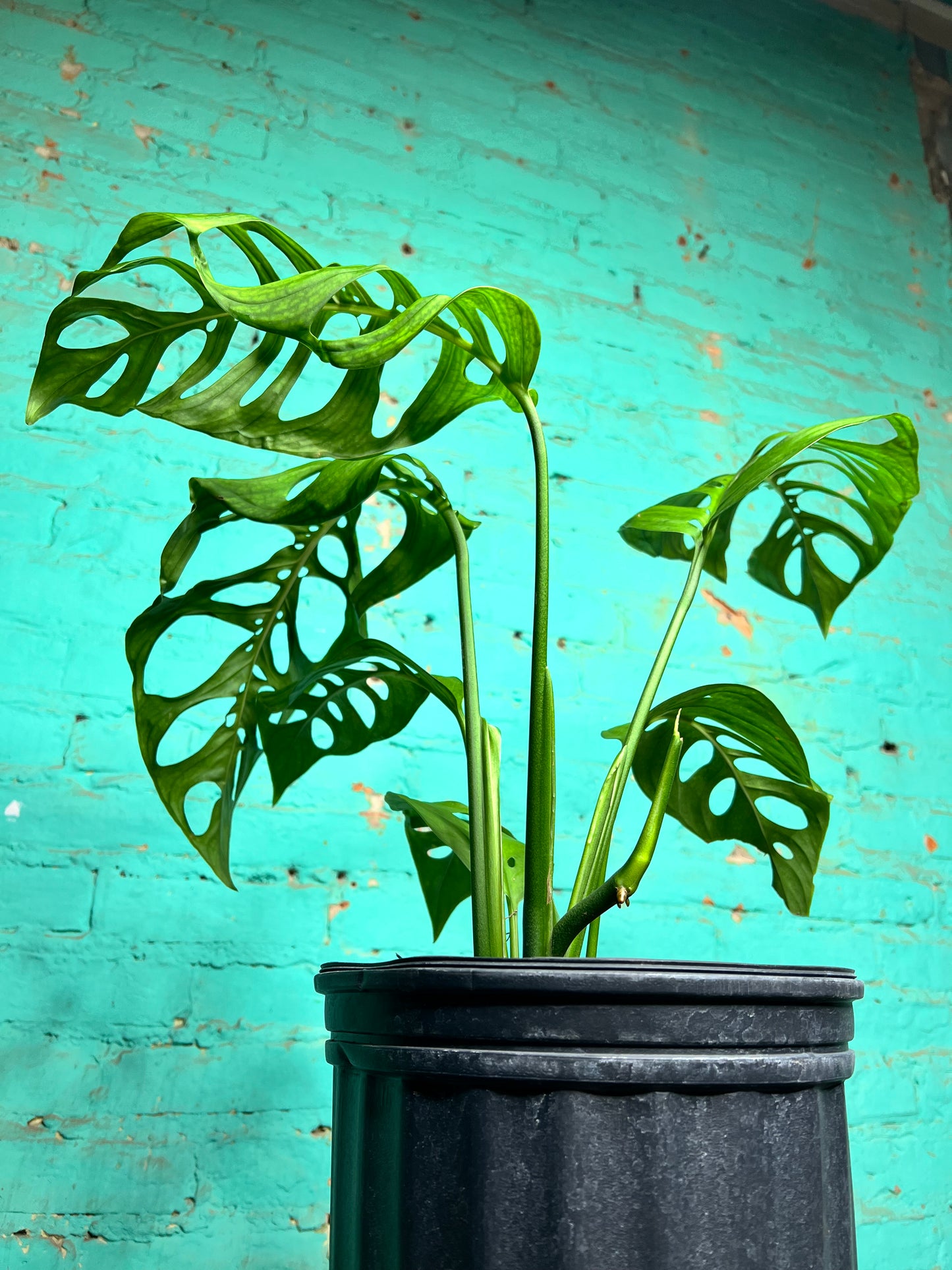 Monstera Esqueleto 10”