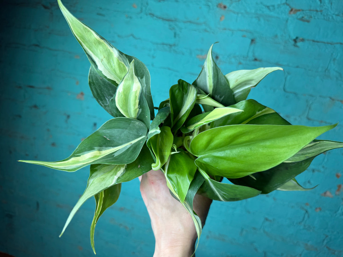Philodendron Silver Stripe 4”