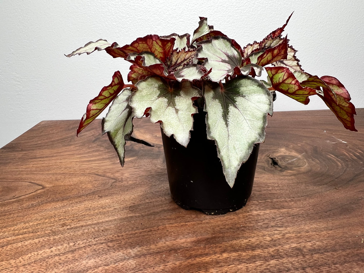 Begonia Painted Leaf