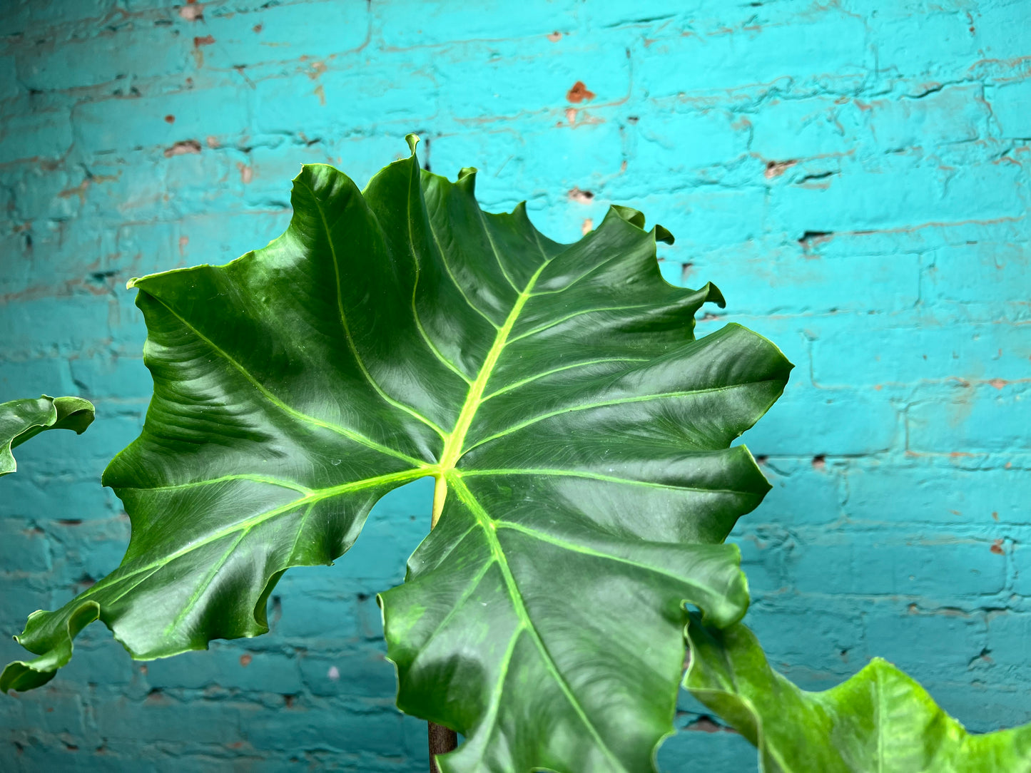 Alocasia Golden Dragon 6” (2.5 ft)