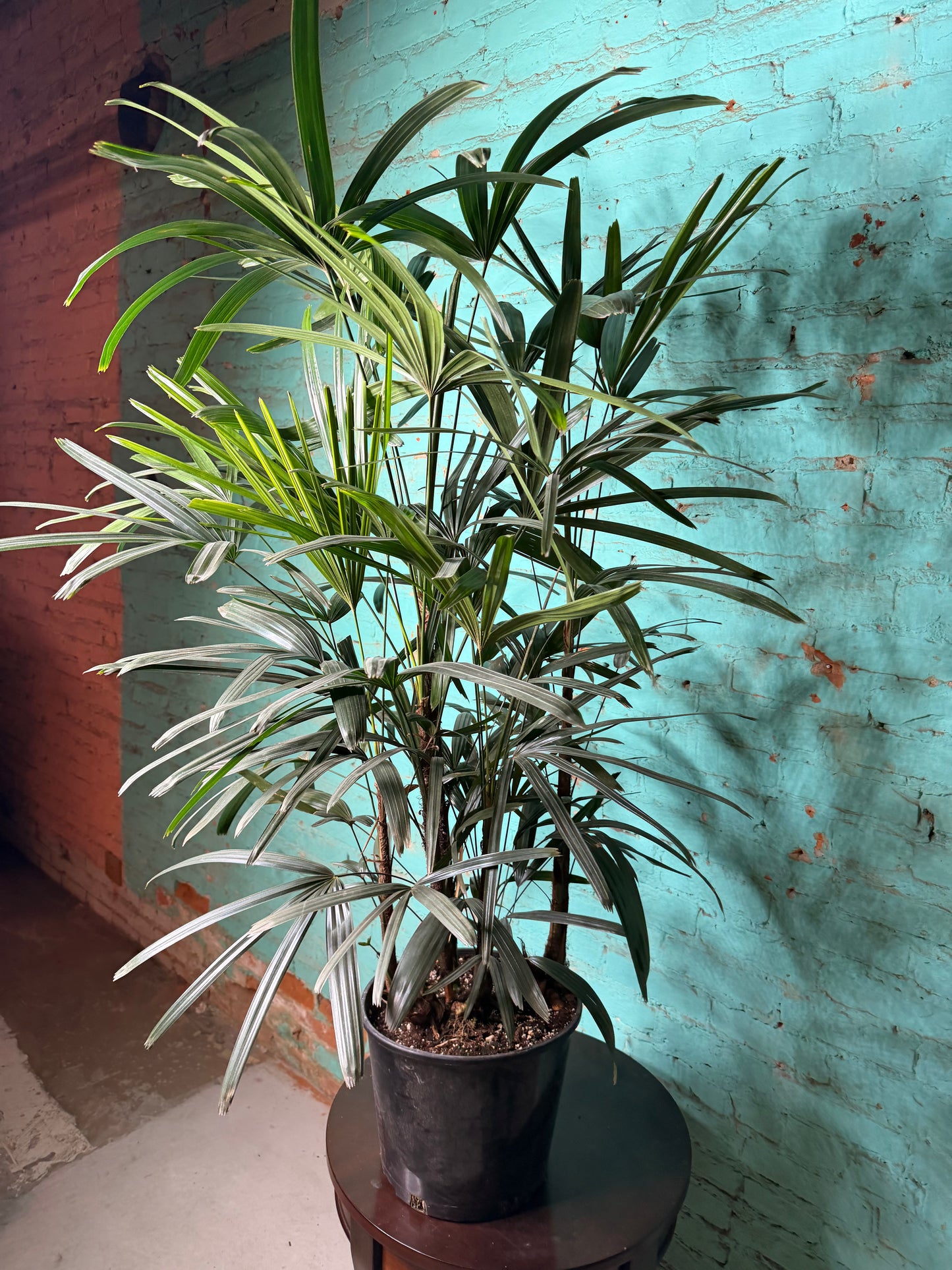Rhapis Palm (Lady Palm) 10”