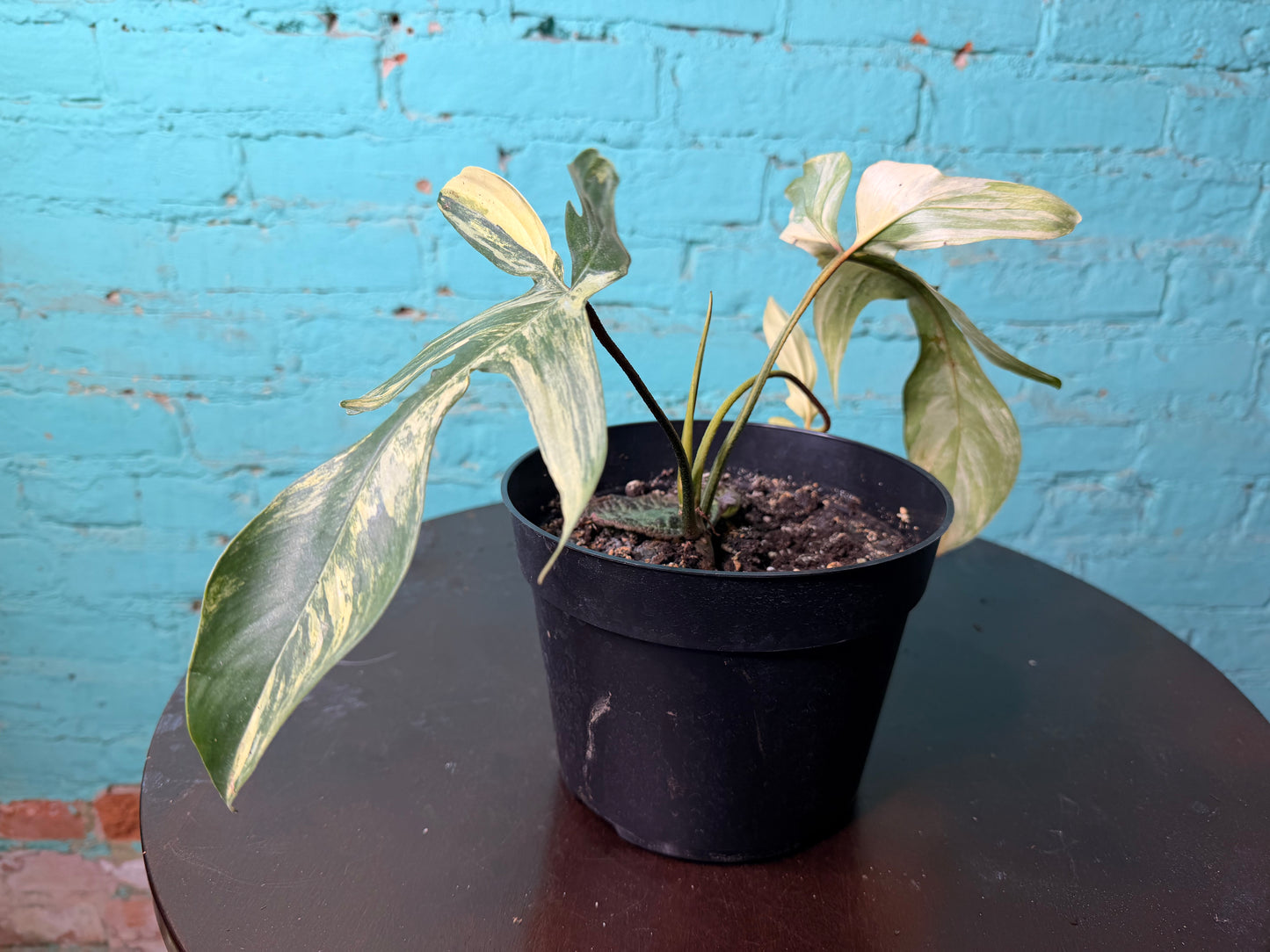 Philodendron Variegated Florida Beauty 6”