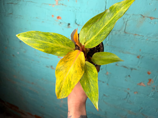 Philodendron Orange Marmalade 4”