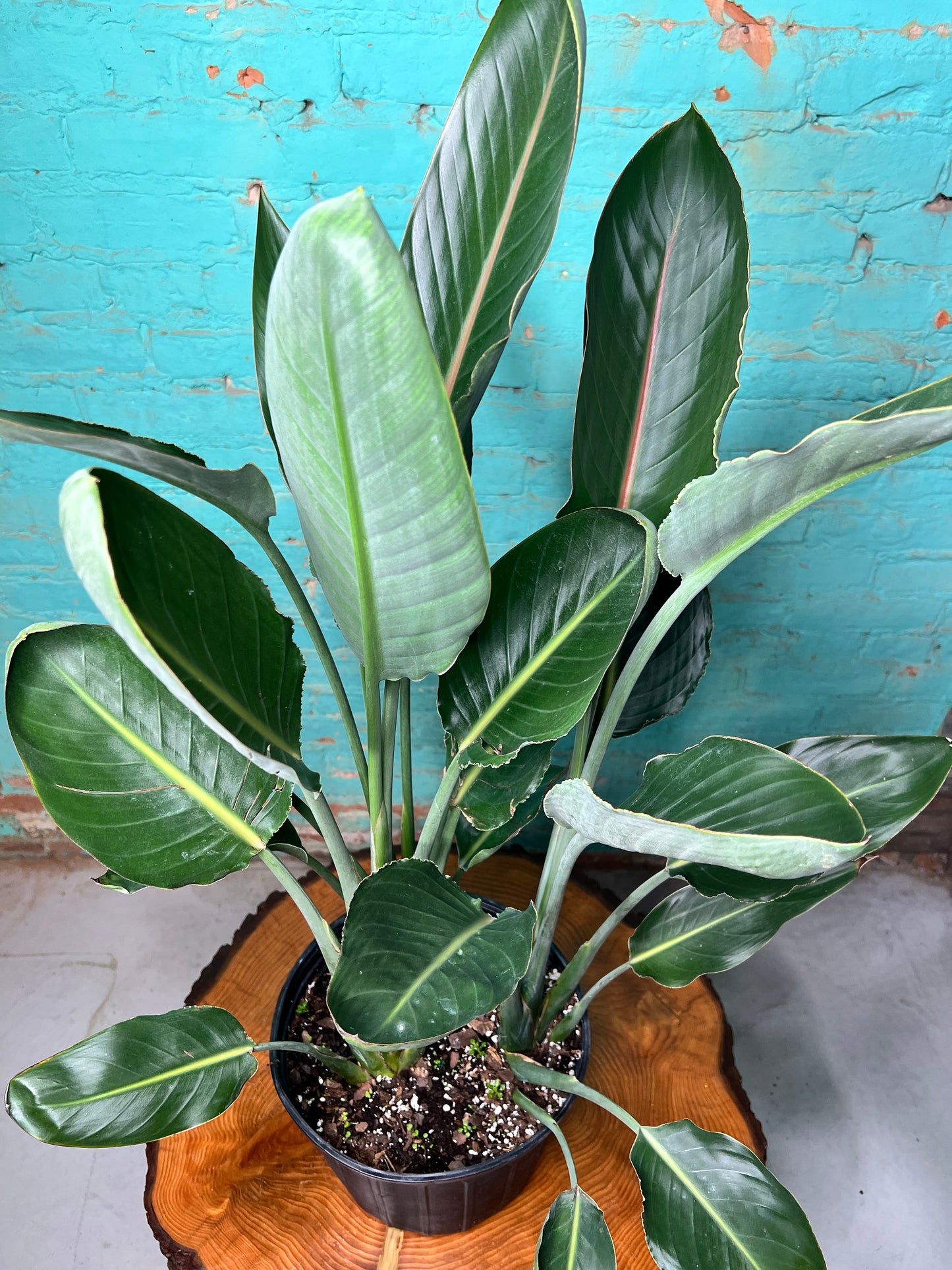 Bird Of Paradise-Orange (10 inch pot)