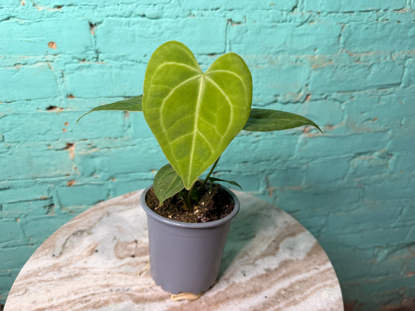 Anthurium Clarinervium 4”