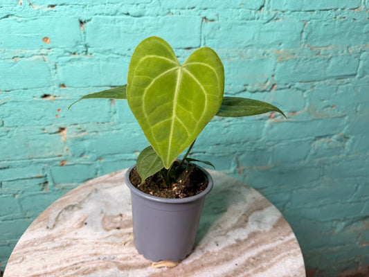 Anthurium Clarinervium 4”