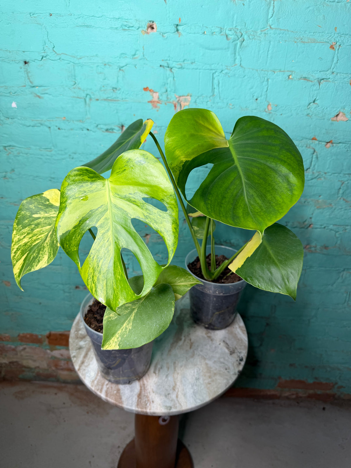 Monstera Deliciosa Yellow Marilyn 4” (repotted in clear 6”)