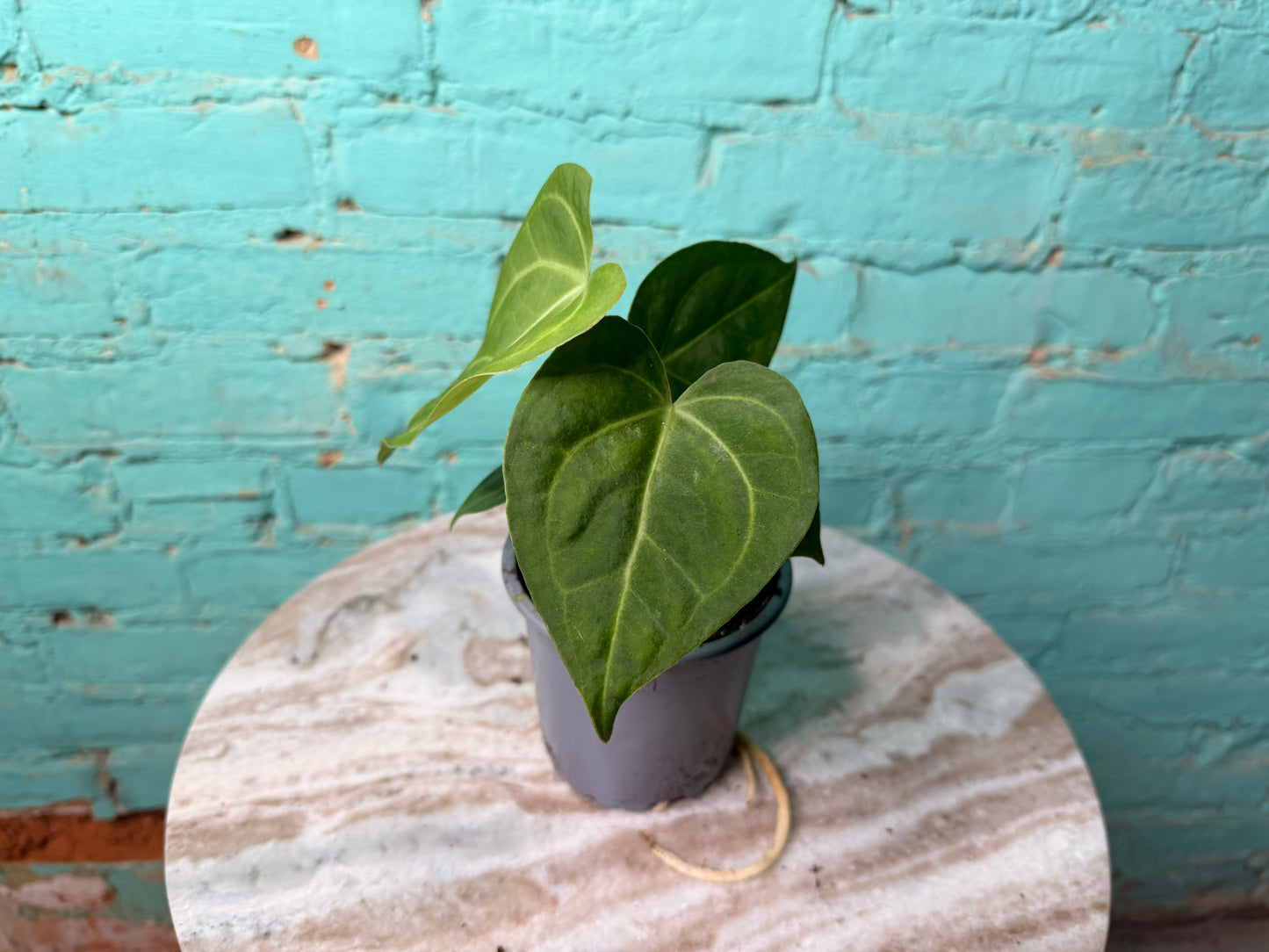 Anthurium Clarinervium 4”