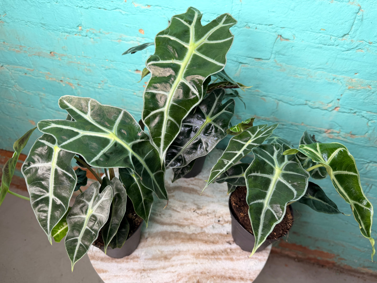 Alocasia Polly 4”
