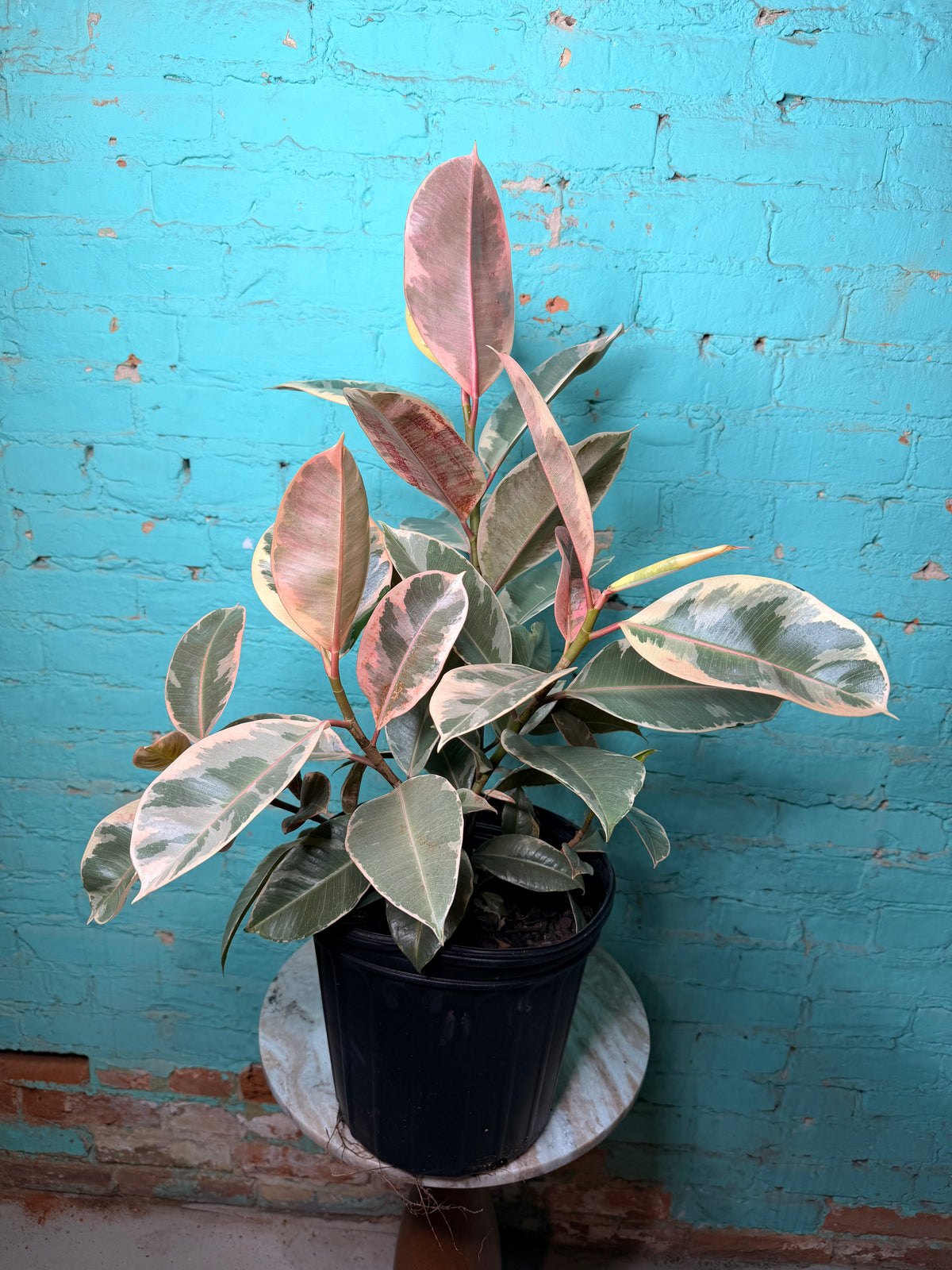 Rubber Tree Tineke 8”