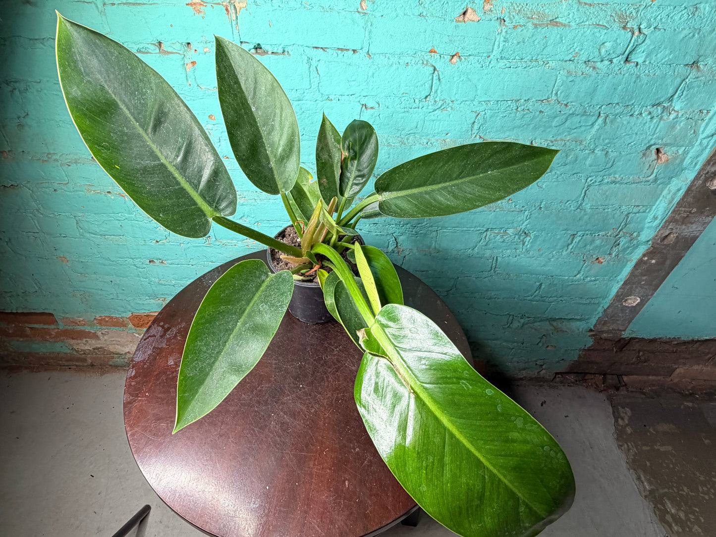 Philodendron Congo Thailand 6”