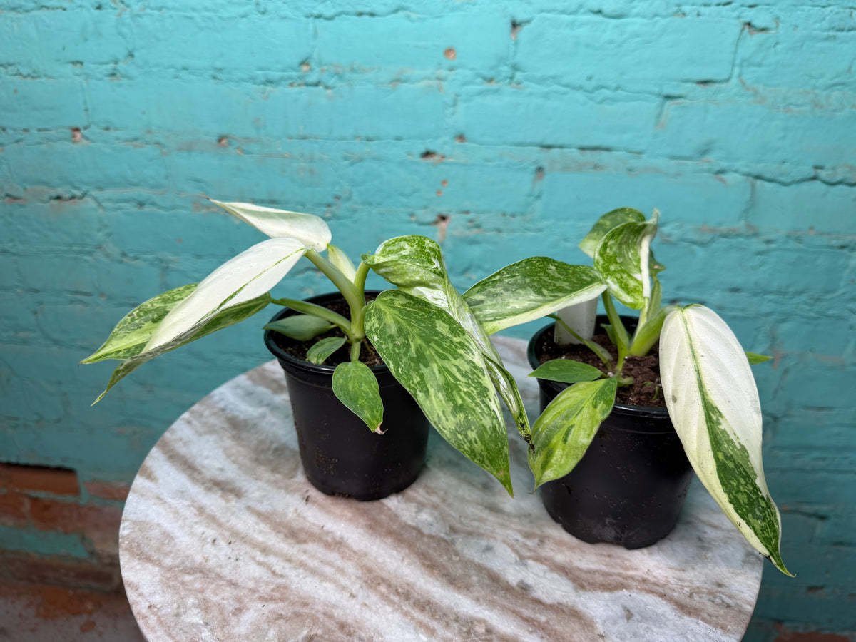 Philodendron ‘Jose Buono’ Albo 4”