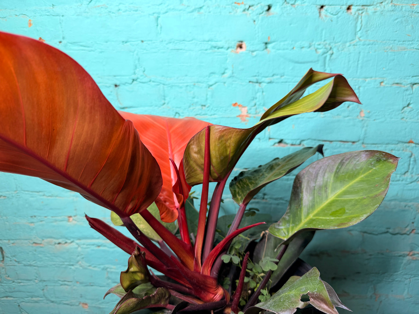 Philodendron McColley’s Finale 10”