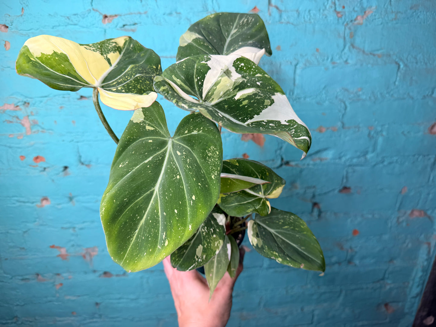 Philodendron Gloriosum Variegated Type 2
