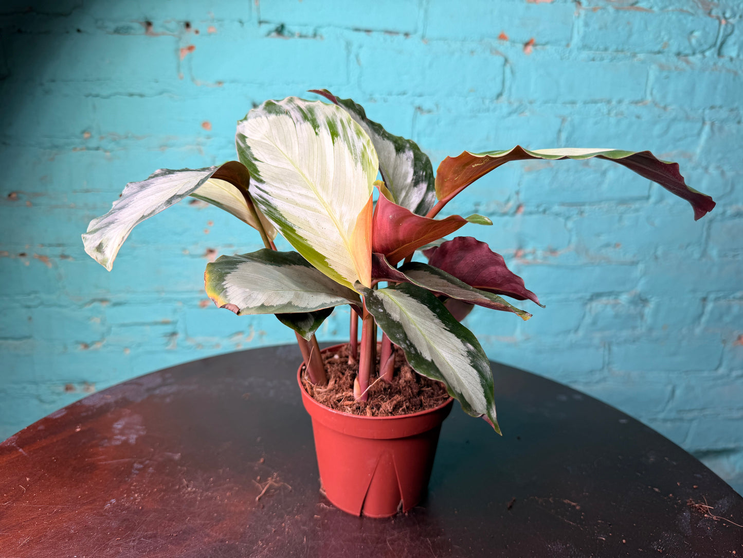 Calathea Cornona 4”