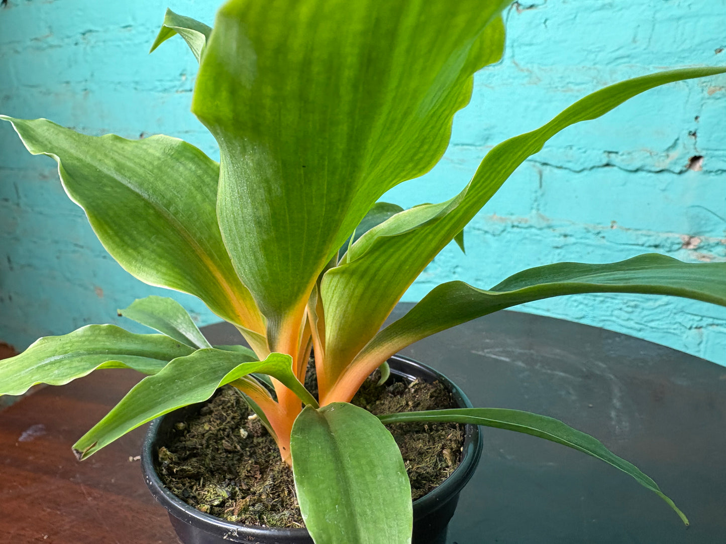 Chlorophytum Mandarin - Spider Plant 4”